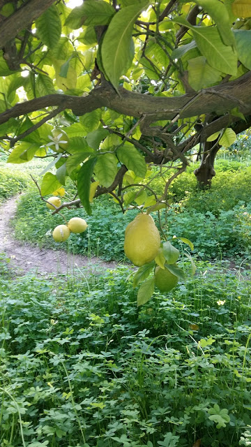 wp-1457272046039 image