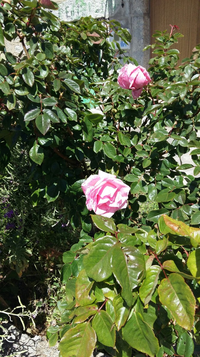 20160531_124050.jpg image